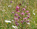 Lilium martagon