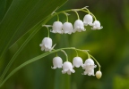 Lily of the Valley