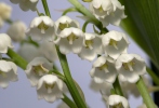 Lily of the Valley