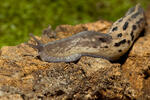 Limax cinereoniger