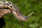 Limax cinereoniger