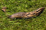 Limax cinereoniger