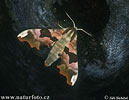 Lime Hawk-moth