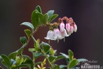 Lingonberry, cowberry, foxberry, mountain cranberry, csejka berry, red whortleberry, lowbush cranberry, mountain bilberry, partridgeberry