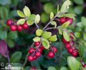 Lingonberry, cowberry, foxberry, mountain cranberry, csejka berry, red whortleberry, lowbush cranberry, mountain bilberry, partridgeberry