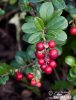 Lingonberry, cowberry, foxberry, mountain cranberry, csejka berry, red whortleberry, lowbush cranberry, mountain bilberry, partridgeberry