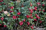 Lingonberry, cowberry, foxberry, mountain cranberry, csejka berry, red whortleberry, lowbush cranberry, mountain bilberry, partridgeberry