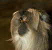 Liontail Macaque