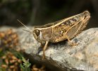 Locust