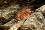 Long-eared Bat