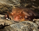 Long-eared Bat