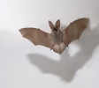 Long-eared Bat