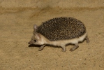 Long-eared Hedgehog