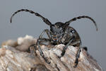 Long-Horned Beetle