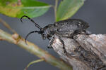 Long-Horned Beetle