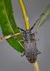 Long-Horned Beetle