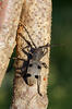 Long Horned Beetle