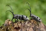 Long Horned Beetle