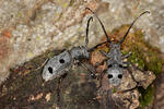 Long Horned Beetle