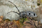 Long Horned Beetle