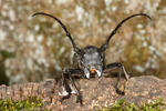 Long Horned Beetle