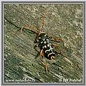 Longhorn Beetle