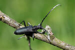 Longhorn Beetle