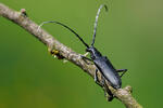 Longhorn Beetle