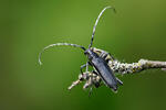 Longhorn Beetle