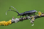 Longhorn Beetle