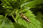 Longhorn Beetle