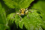 Longhorn Beetle