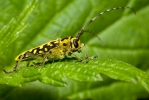 Longhorn Beetle