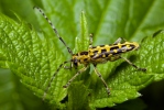 Longhorn Beetle