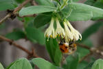 Lonicera caeruelea var. kamtschatica