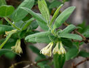 Lonicera caeruelea var. kamtschatica