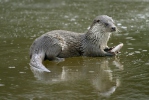 Lontra europea