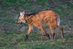 Loup à crinière