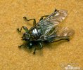 Louse Flies