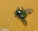 Louse Flies