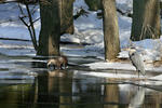 Loutre d'Europe