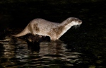 Loutre d'Europe