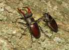 Lucanus cervus