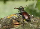 Lucanus cervus