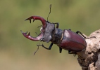 Lucanus cervus