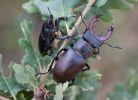 Lucanus cervus