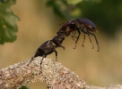 Lucanus cervus