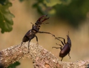 Lucanus cervus