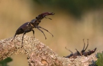 Lucanus cervus