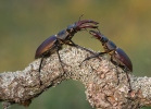 Lucanus cervus